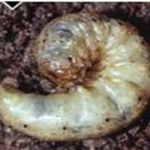 Cutworm