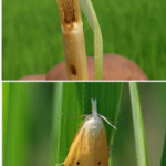 Rice stem borer 